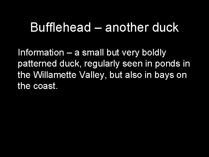 Bufflehead – another duck Information – a small but very boldly patterned duck, regularly