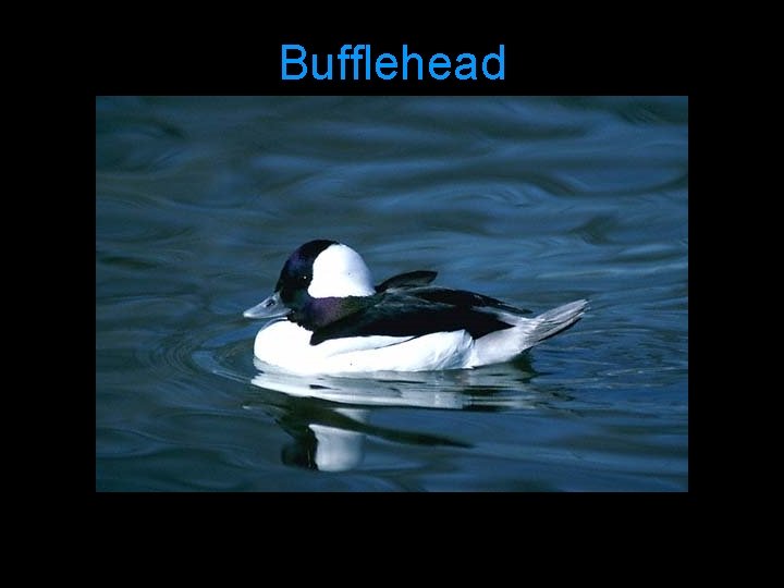 Bufflehead 