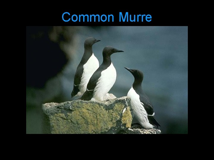 Common Murre 