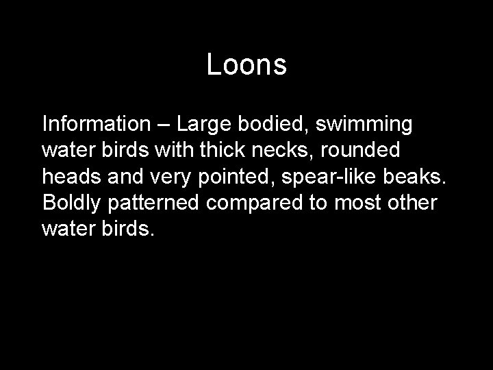 Loons Information – Large bodied, swimming water birds with thick necks, rounded heads and