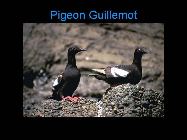 Pigeon Guillemot 