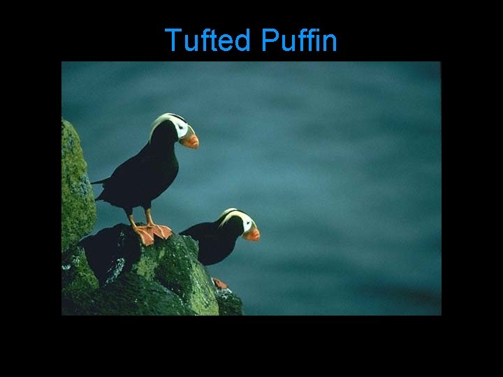 Tufted Puffin 