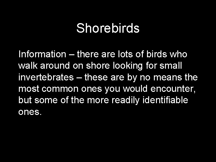 Shorebirds Information – there are lots of birds who walk around on shore looking
