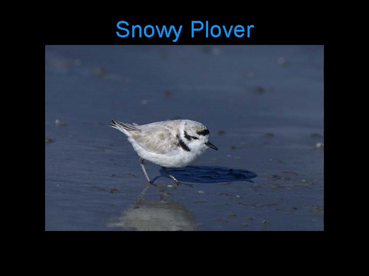 Snowy Plover 