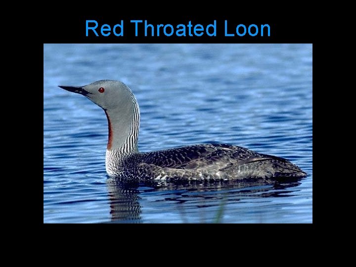 Red Throated Loon 