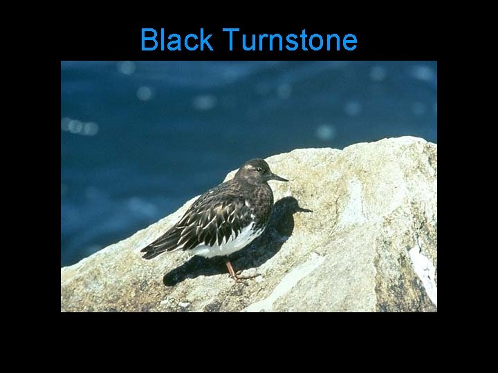 Black Turnstone 