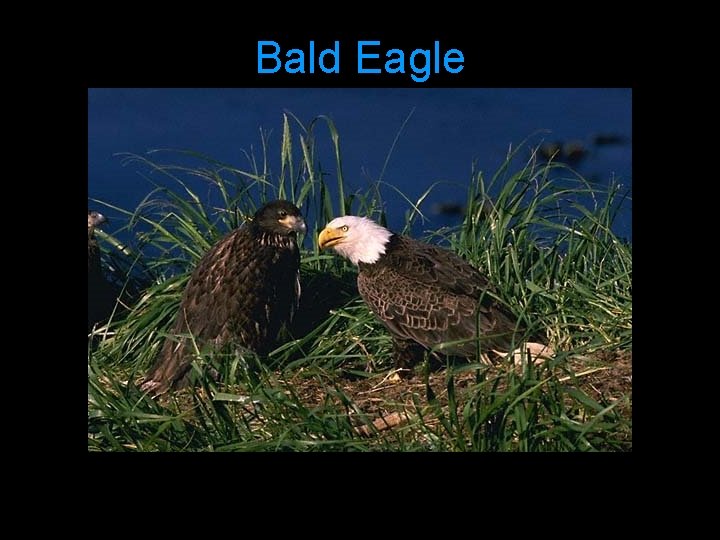 Bald Eagle 