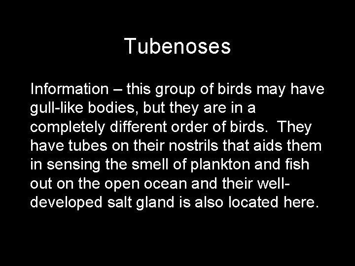 Tubenoses Information – this group of birds may have gull-like bodies, but they are