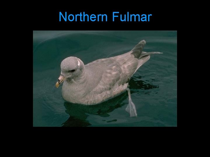 Northern Fulmar 