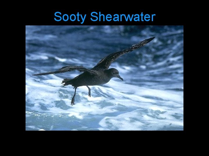 Sooty Shearwater 