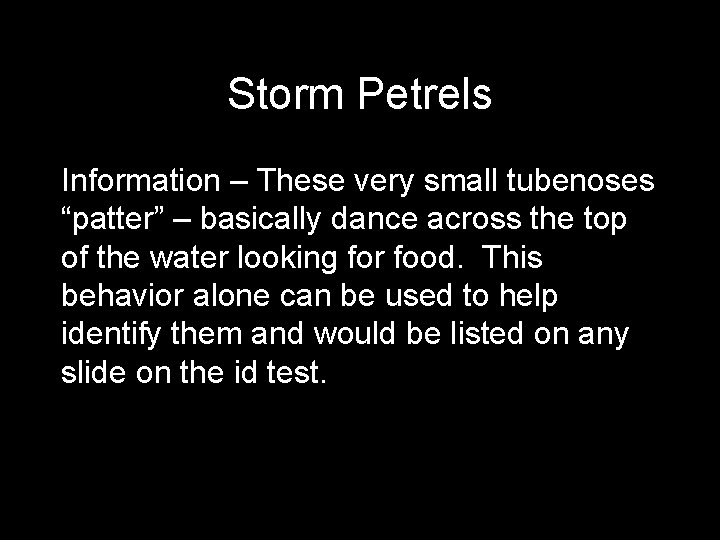 Storm Petrels Information – These very small tubenoses “patter” – basically dance across the