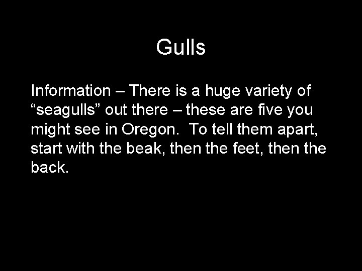 Gulls Information – There is a huge variety of “seagulls” out there – these