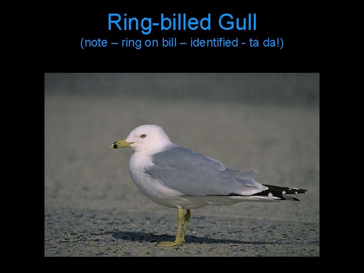 Ring-billed Gull (note – ring on bill – identified - ta da!) 