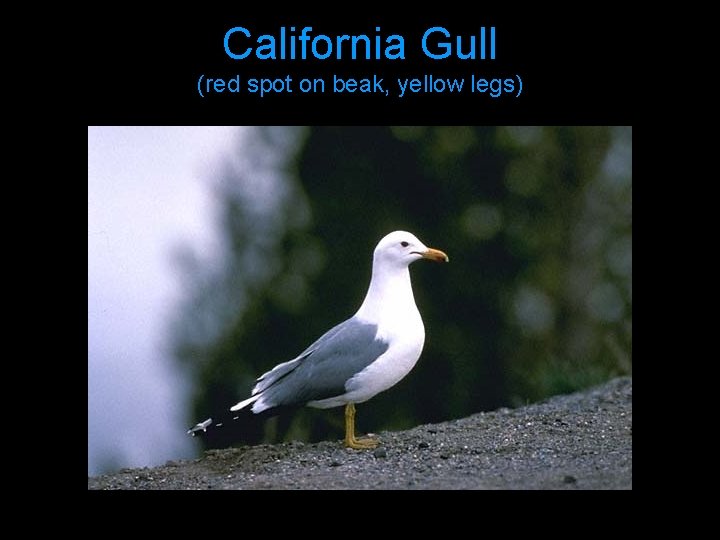 California Gull (red spot on beak, yellow legs) 