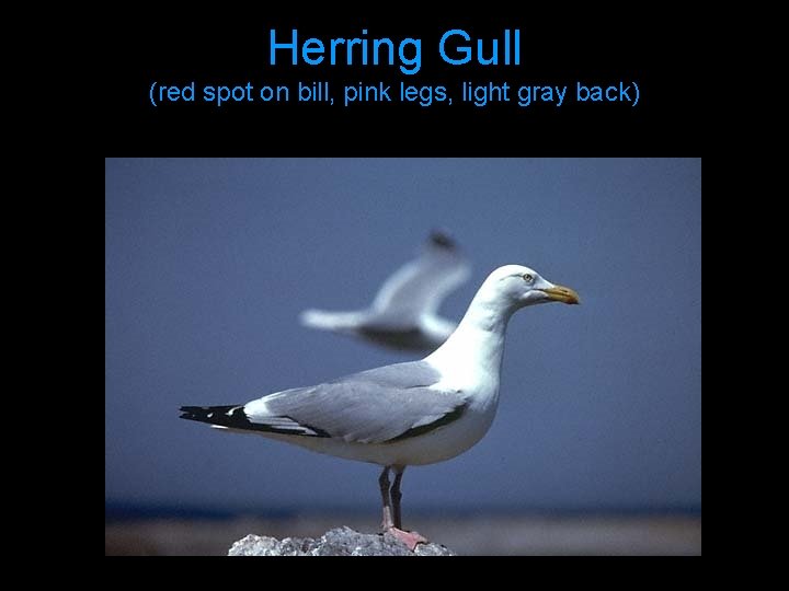 Herring Gull (red spot on bill, pink legs, light gray back) 