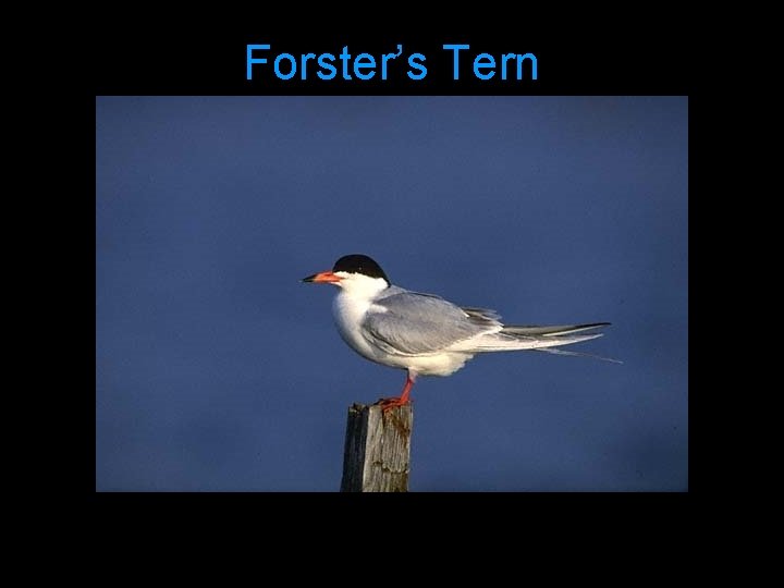 Forster’s Tern 