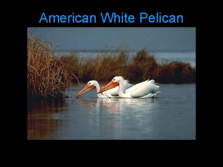 American White Pelican 