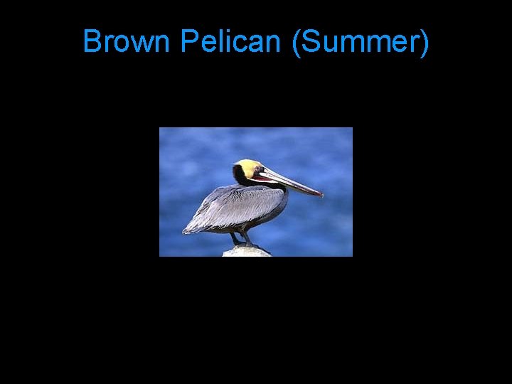 Brown Pelican (Summer) 