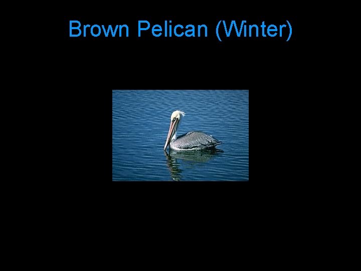 Brown Pelican (Winter) 