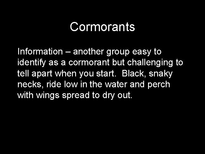 Cormorants Information – another group easy to identify as a cormorant but challenging to