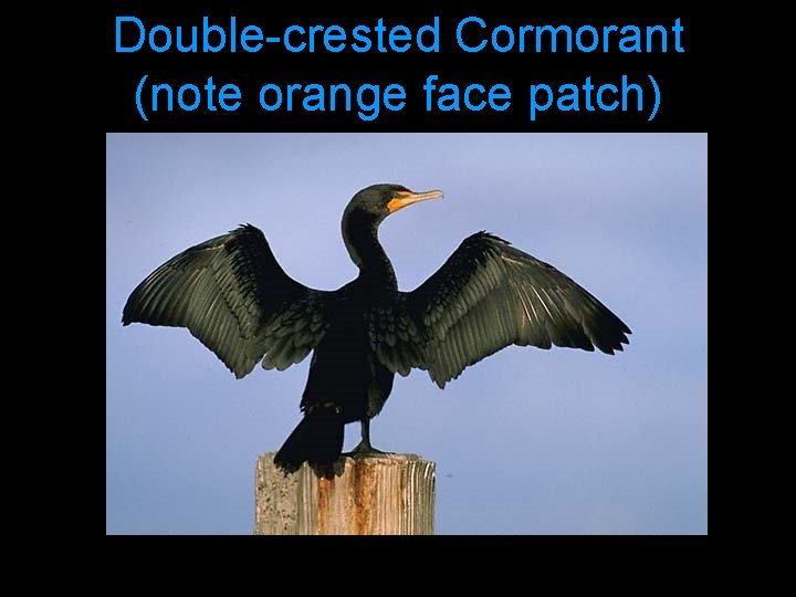 Double-crested Cormorant (note orange face patch) 