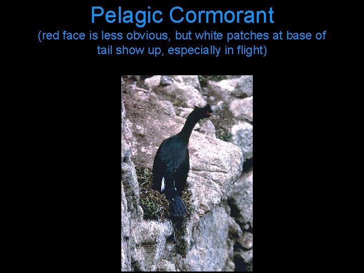 Pelagic Cormorant (red face is less obvious, but white patches at base of tail