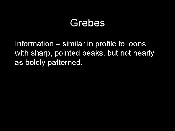 Grebes Information – similar in profile to loons with sharp, pointed beaks, but not