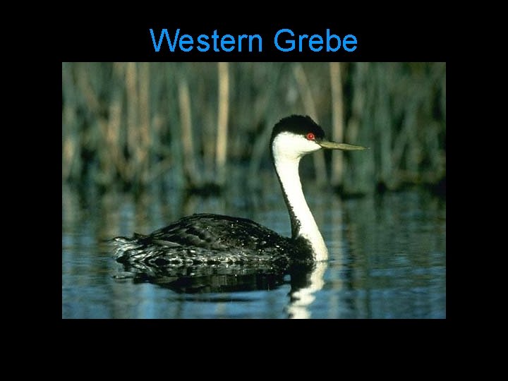 Western Grebe 