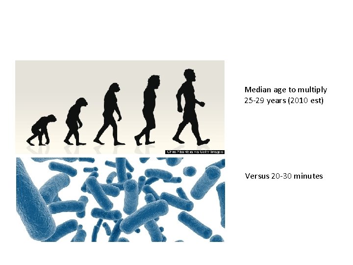 Median age to multiply 25 -29 years (2010 est) Versus 20 -30 minutes 