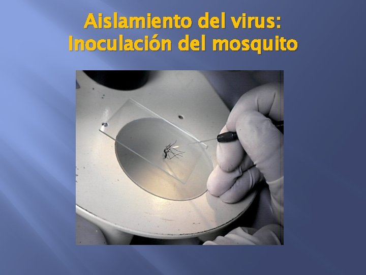 Aislamiento del virus: Inoculación del mosquito 