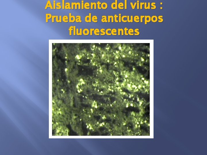 Aislamiento del virus : Prueba de anticuerpos fluorescentes 