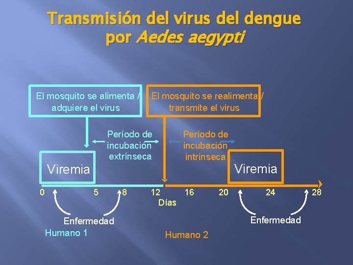 Transmisión del virus del dengue por Aedes aegypti El mosquito se alimenta / adquiere