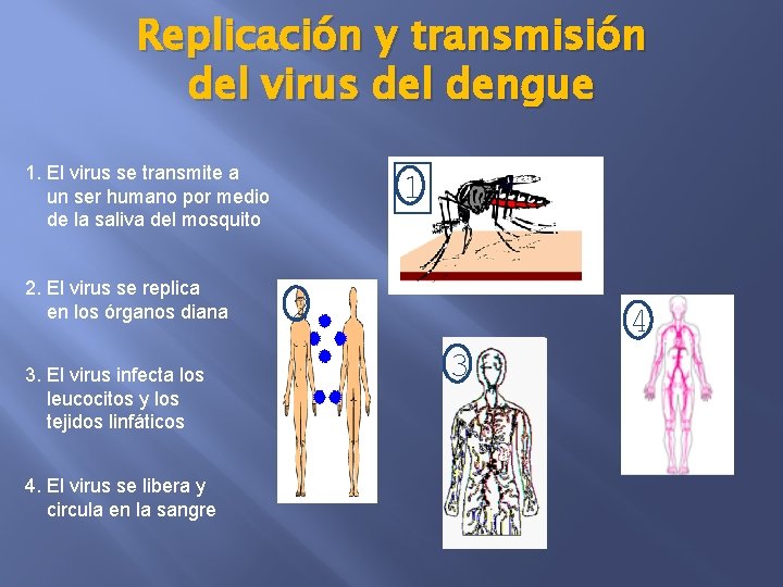 Replicación y transmisión del virus del dengue 1. El virus se transmite a un