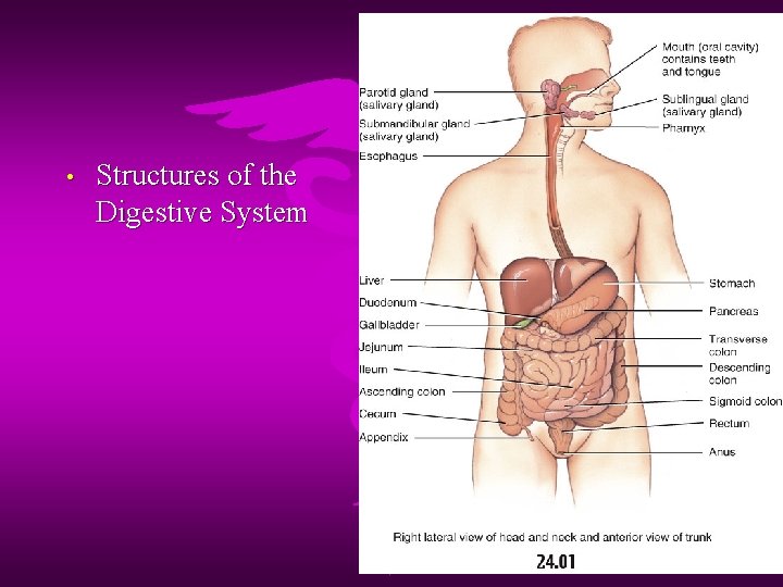  • Structures of the Digestive System 