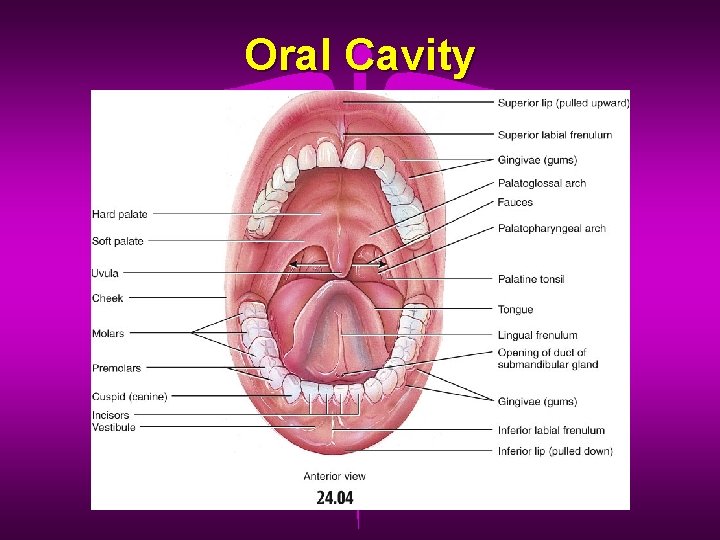 Oral Cavity 