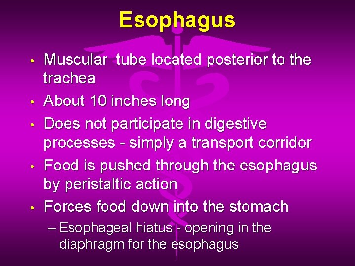 Esophagus • • • Muscular tube located posterior to the trachea About 10 inches