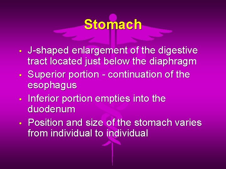 Stomach • • J-shaped enlargement of the digestive tract located just below the diaphragm