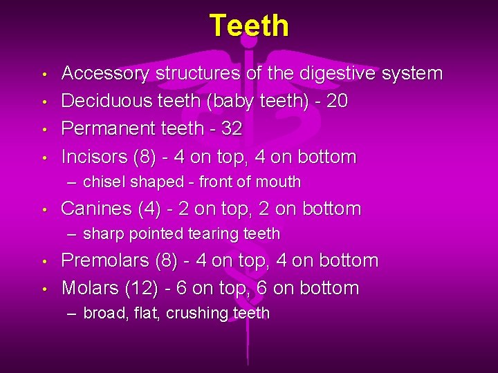 Teeth • • Accessory structures of the digestive system Deciduous teeth (baby teeth) -