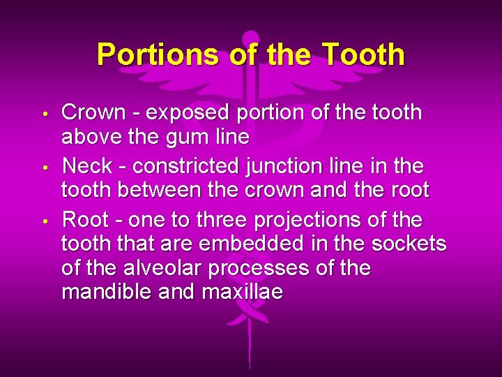 Portions of the Tooth • • • Crown - exposed portion of the tooth