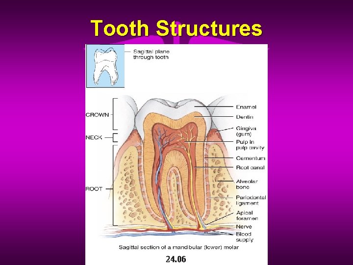 Tooth Structures 