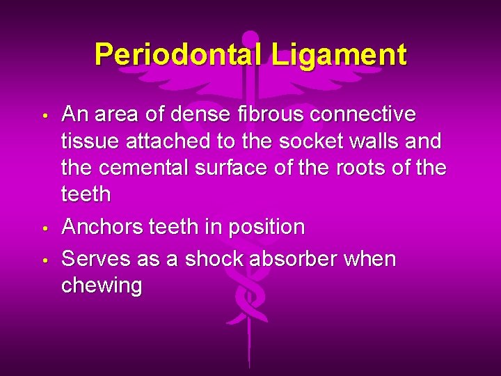 Periodontal Ligament • • • An area of dense fibrous connective tissue attached to