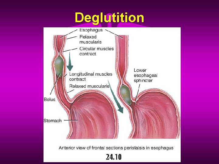 Deglutition 