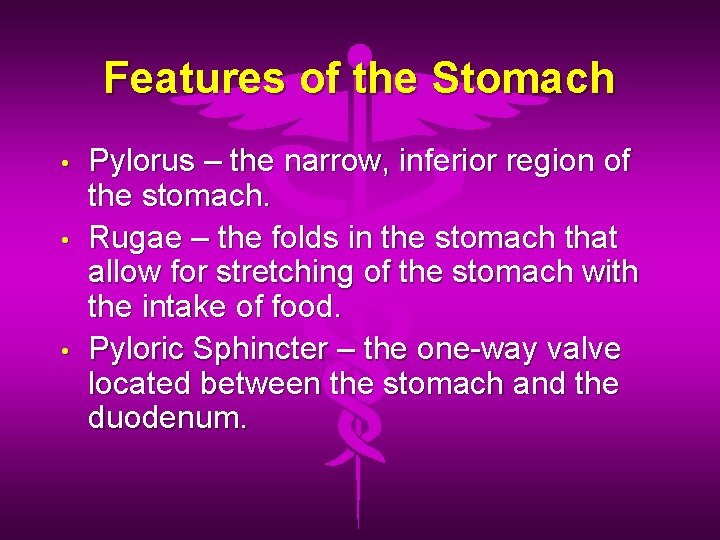 Features of the Stomach • • • Pylorus – the narrow, inferior region of