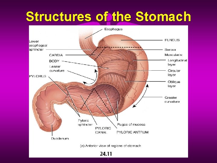 Structures of the Stomach 