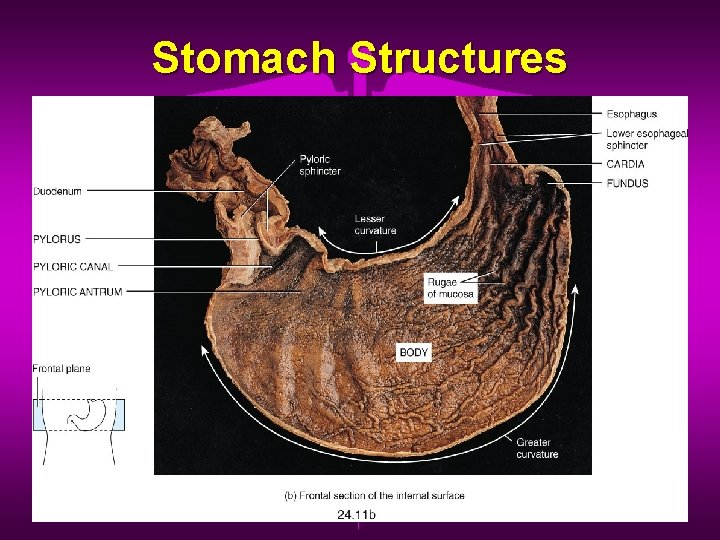 Stomach Structures 