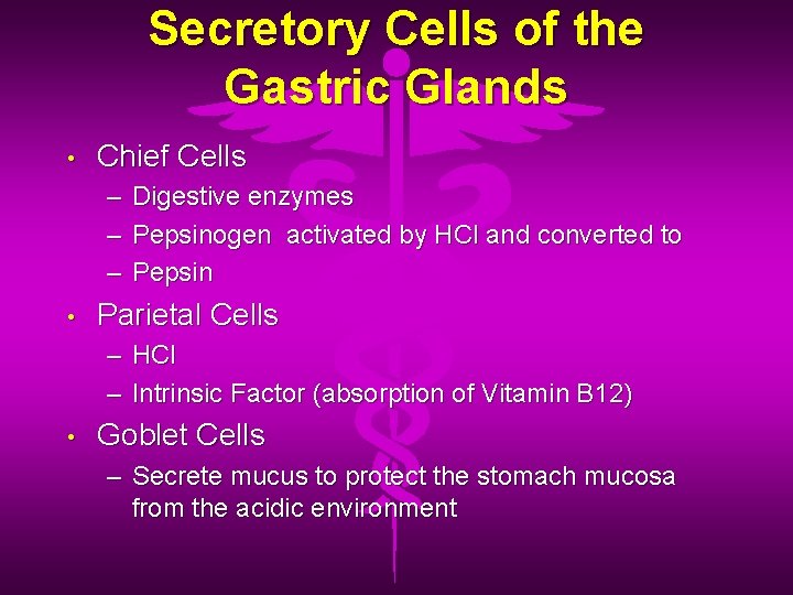 Secretory Cells of the Gastric Glands • Chief Cells – – – • Digestive