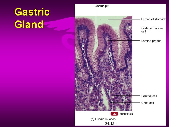Gastric Gland 