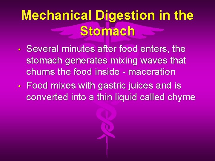 Mechanical Digestion in the Stomach • • Several minutes after food enters, the stomach