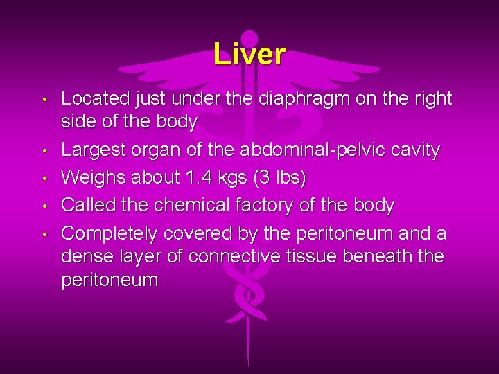 Liver • • • Located just under the diaphragm on the right side of