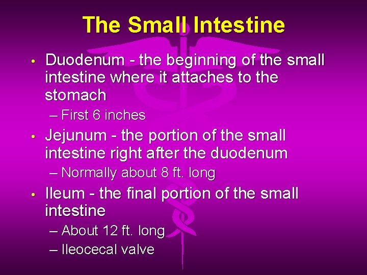 The Small Intestine • Duodenum - the beginning of the small intestine where it